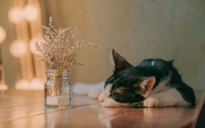 Rest and Renewal in Winter: Why Slowing Down Matters